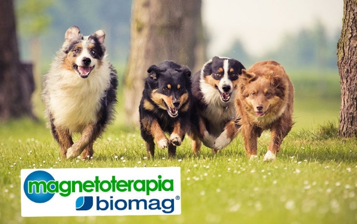 BIOMAG explica los beneficios de la magnetoterapia veterinaria