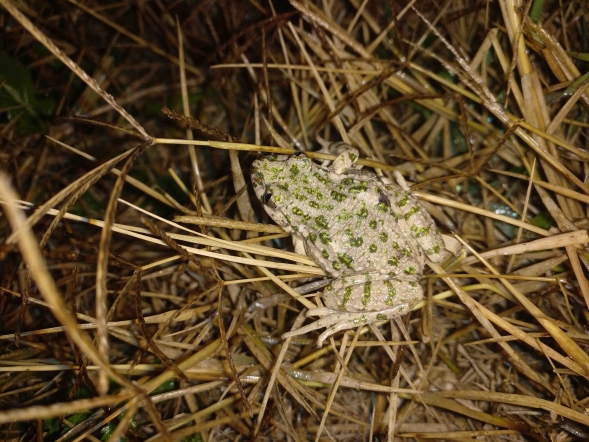 ADEL Sierra Norte destaca la importancia de proteger el hábitat de los anfibios protegidos de la zona