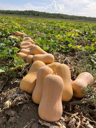 Calabaza cacahuete, una alternativa nacional para reducir el desperdicio en Halloween