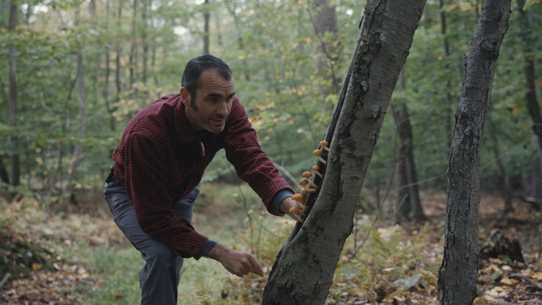 El documental Forested Future invita a reconectar con el mundo natural y los grandes bosques del planeta
