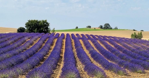 Ener2crowd entra en el sector de la agricultura sostenible con proyectos que ofrecen rendimientos anuales de hasta el 10