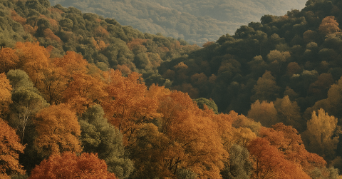 La magia del bosque en otoño llega a Barcelona: The Tiny House Barcelona combina naturaleza y ciudad