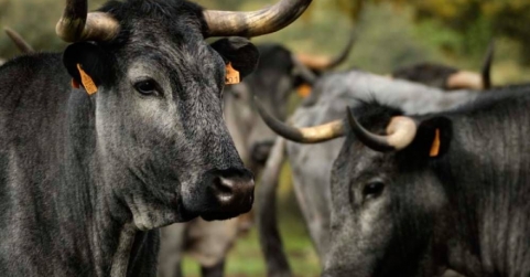 Castilla Gourmet destaca la carne de Morucha como emblema de la calidad nacional y el origen sostenible
