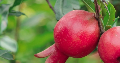España produce más de 79.000 toneladas de granada, fruta con punicalagina aliada para la astenia otoñal