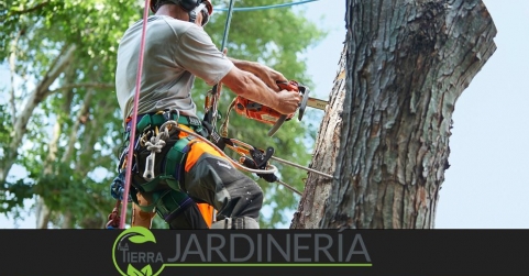 La importancia vital de la poda profesional de árboles para un entorno seguro y saludable, por La Tierra Jardinería