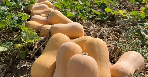 Calabaza cacahuete, una alternativa nacional para reducir el desperdicio en Halloween