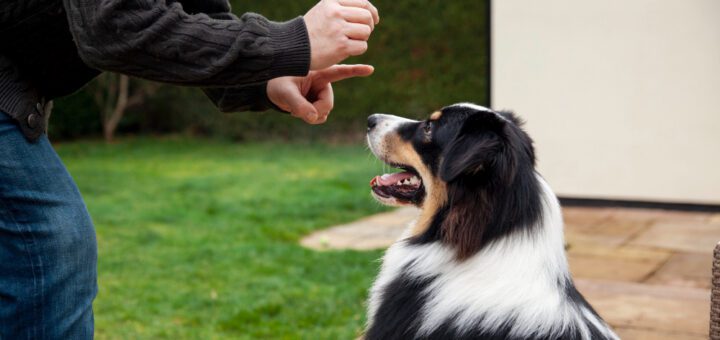 Person in a dark sweater uses a hand cue to train a black-and-white dog outdoors on a patio.
