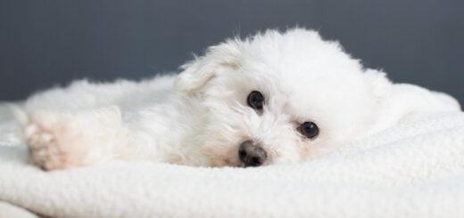 White fluffy dog lying on a soft white blanket, looking at the camera with big dark eyes.