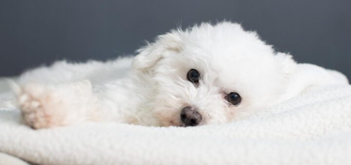 White fluffy dog lying on a soft white blanket, looking at the camera with big dark eyes.