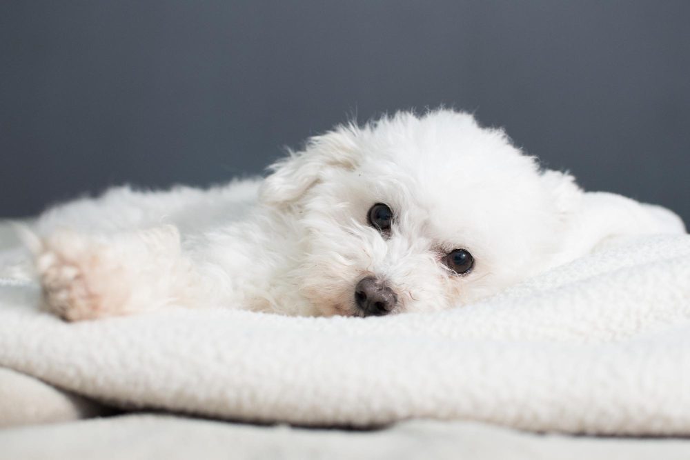 White fluffy dog lying on a soft white blanket, looking at the camera with big dark eyes.